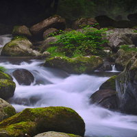 勢いよく流れる清流と苔むした岩々の写真