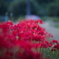 野原に咲く赤い曼珠沙華の群生と浅い被写界深度の写真