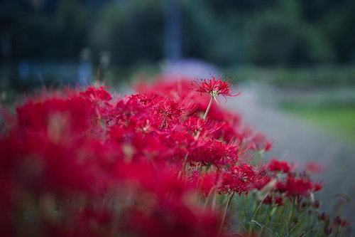 野原に咲く赤い曼珠沙華の群生と浅い被写界深度