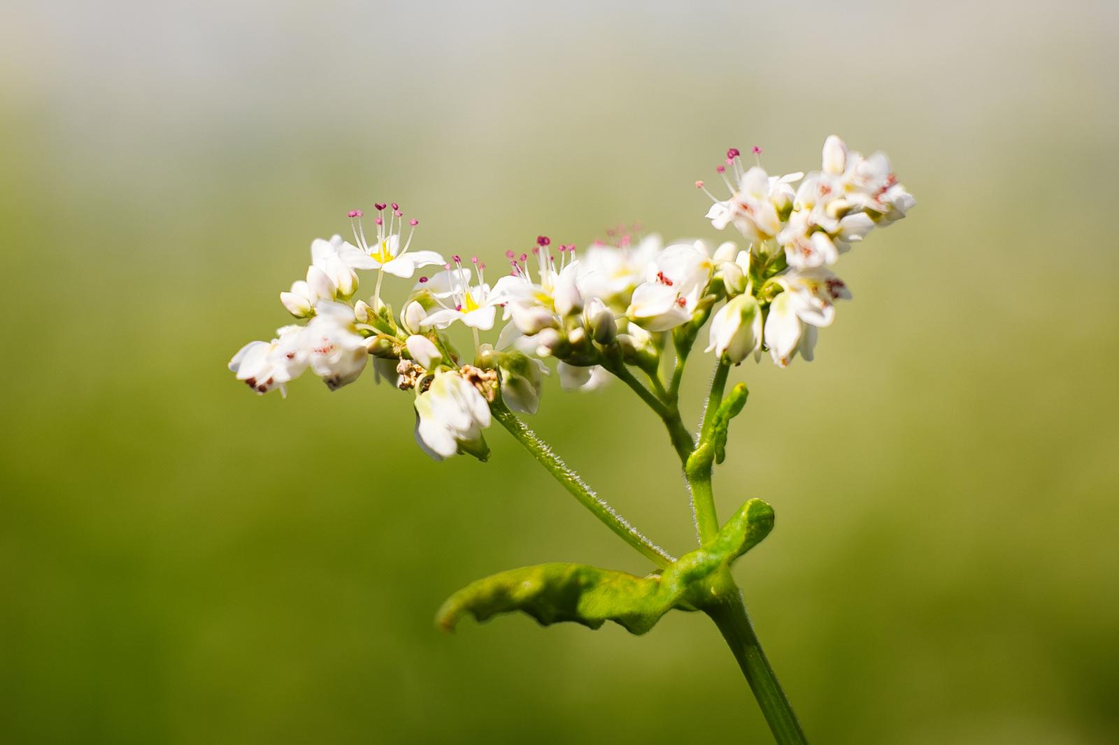 緑の茎に白い小さな花が咲いている蕎麦の花のクローズアップ