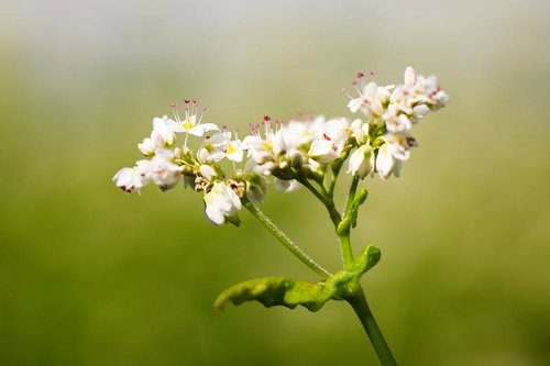 緑の茎に白い小花が咲く蕎麦の花のクローズアップ