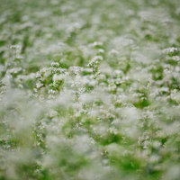 浅い被写界深度で撮影した一面を覆うぼんやりと滲むような白いそばの花の写真