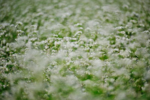 浅い被写界深度で撮影した一面を覆うぼんやりと滲むような白いそばの花