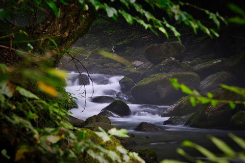木々の枝越しに望む苔むした岩と清流