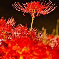 雨に濡れた彼岸花の写真