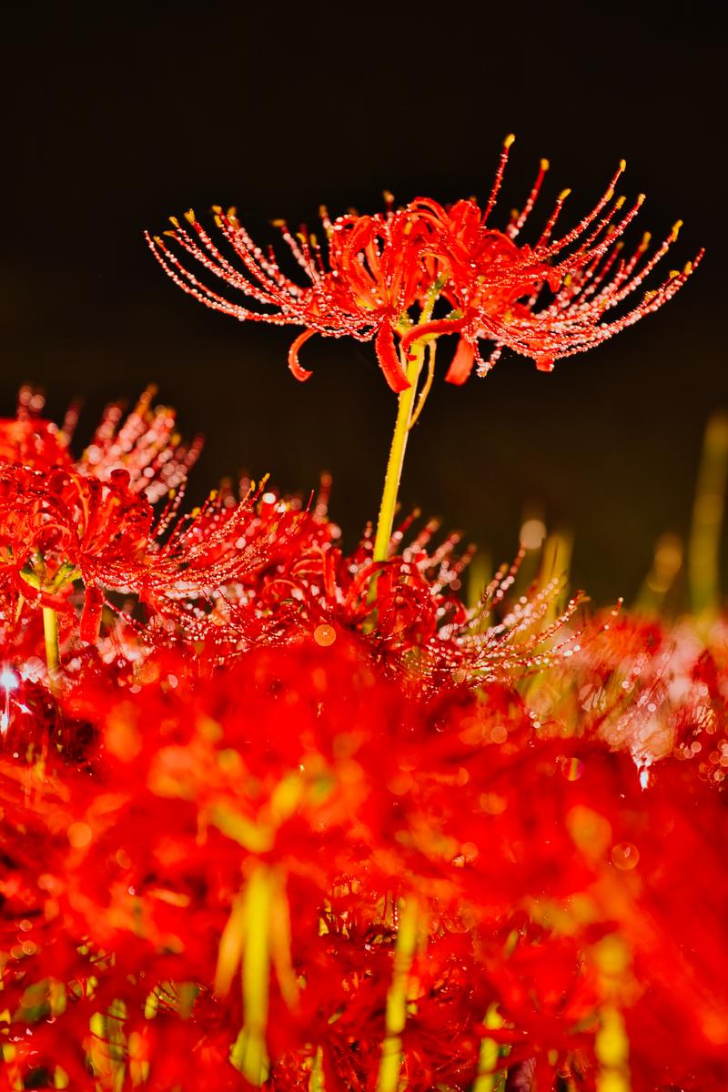雨に濡れて水滴が付いた赤い彼岸花のクローズアップ