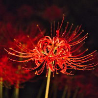 夜の闇に浮かび上がる赤い曼珠沙華のライトアップの写真