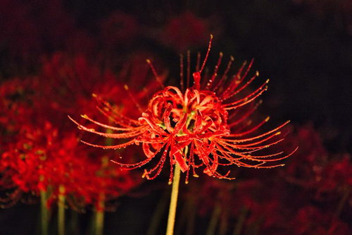 夜の闇に浮かび上がる赤い曼珠沙華のライトアップ