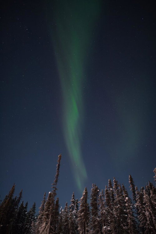 星が降るオーロラの夜に雪積もる森林～北欧の星景