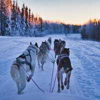 夕暮れの雪道を進むハスキー犬ぞりと凍結した湖の写真
