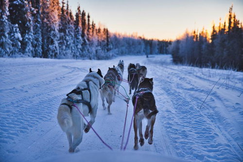 夕暮れの雪道を進むハスキー犬ぞりと凍結した湖