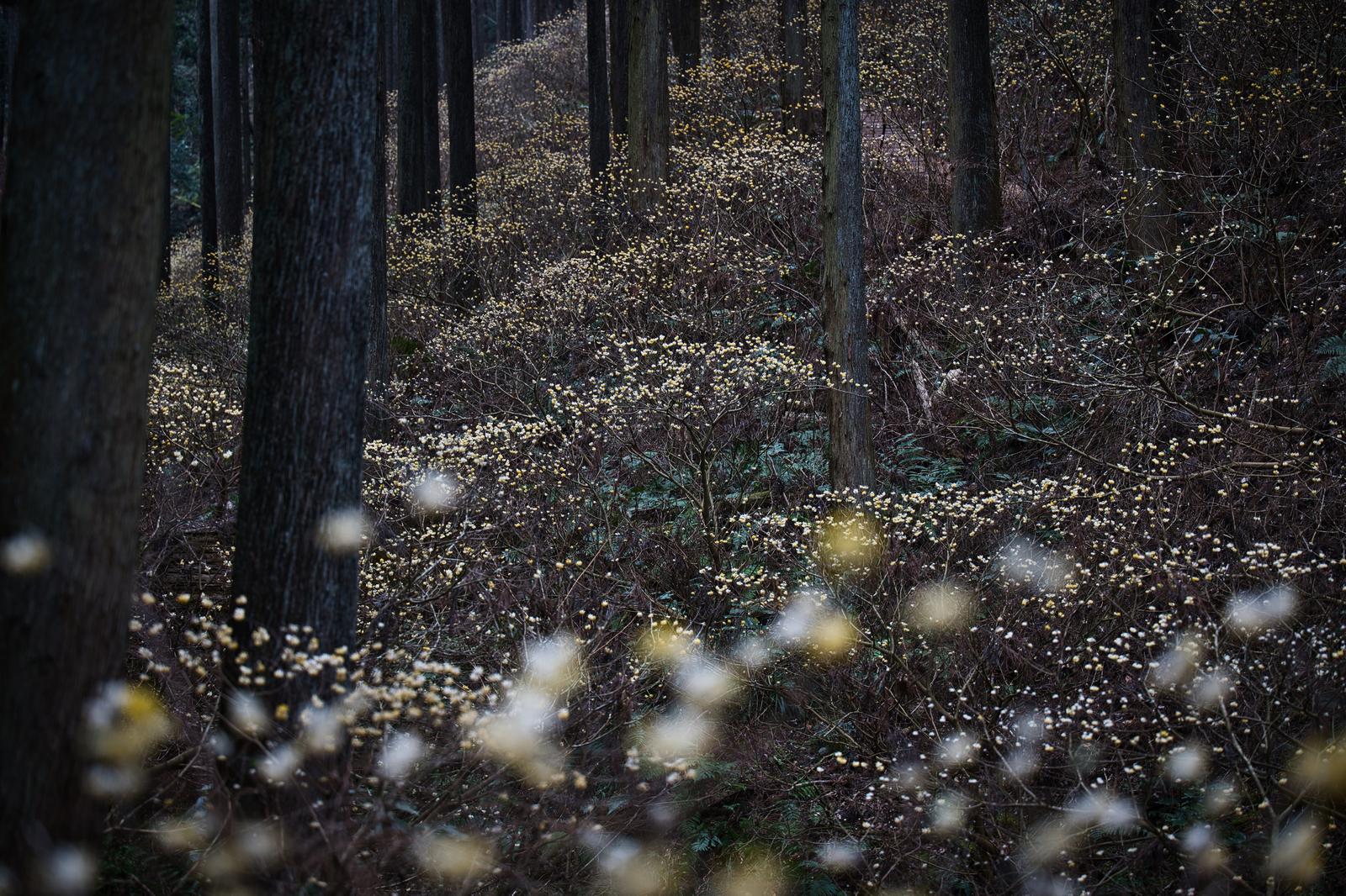 Tiny yellow Mitsumata (Paperbush) flowers blooming across the slopes of a cedar forest on Yakemoriyama Mountain