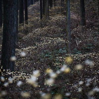 焼森山の森を埋め尽くすミツマタの花の写真