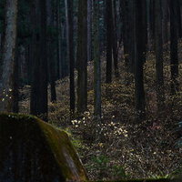 杉林に咲くミツマタの群生の写真