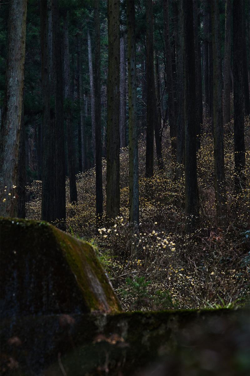 暗い杉林の林床に黄色いミツマタの花が群生し、手前に苔むした岩がある風景