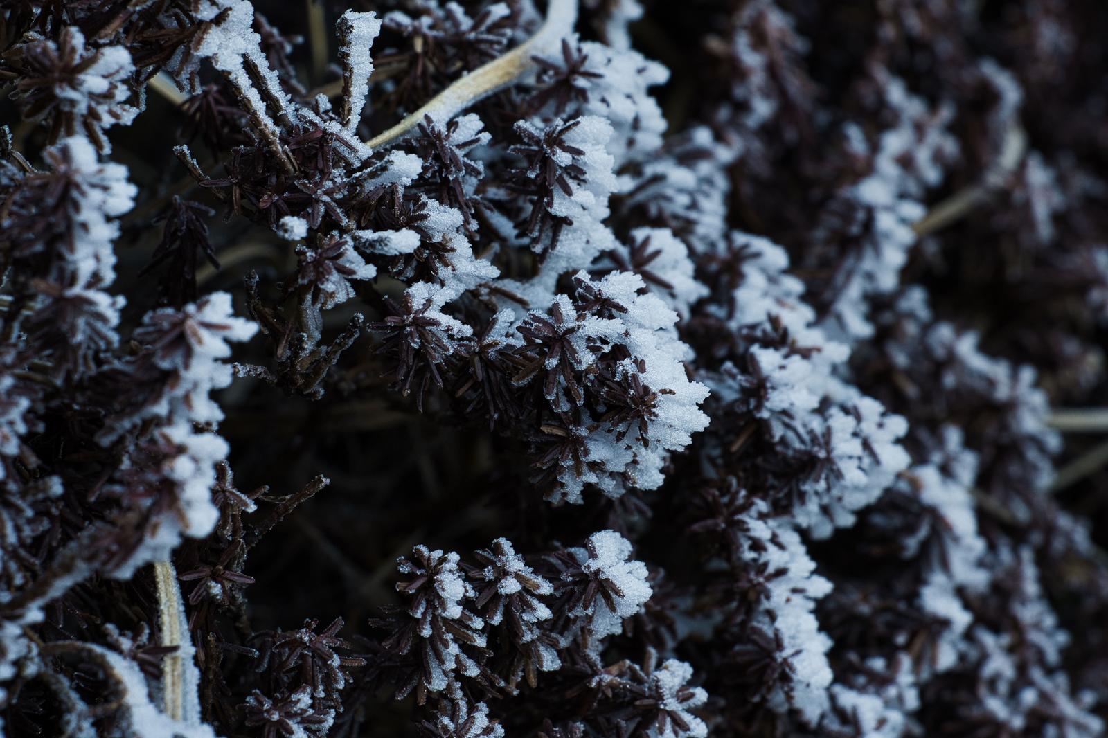 Winter plant with dark purplish leaves densely covered in white frost crystals at the tips