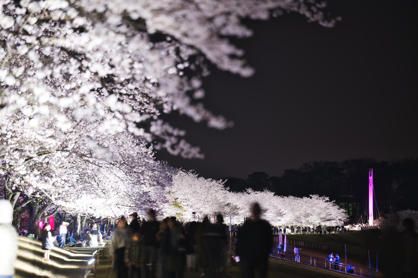 ライトアップで白く輝く満開の夜桜と、その下に集まる花見客のシルエット