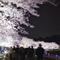 ライトアップされた満開の夜桜と花見客の写真