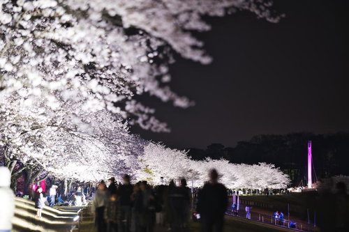 ライトアップされた満開の夜桜と花見客の写真