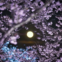 満月と夜桜の写真