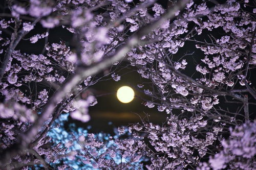 満月と夜桜