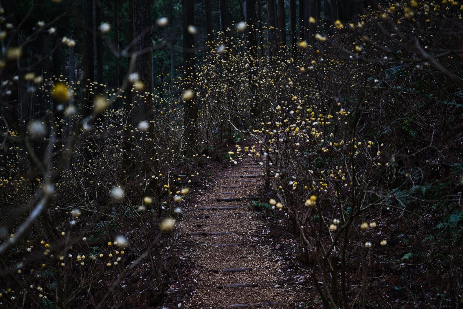 焼森山の杉林に咲くミツマタの群生地と奥へ続く登山道