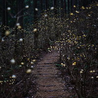 焼森山のミツマタ群生地に続く登山道の写真