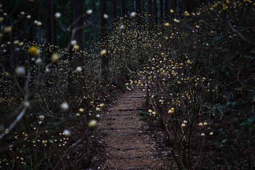 焼森山のミツマタ群生地に続く登山道の写真