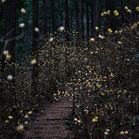 焼森山のミツマタ群生地と登山道の写真