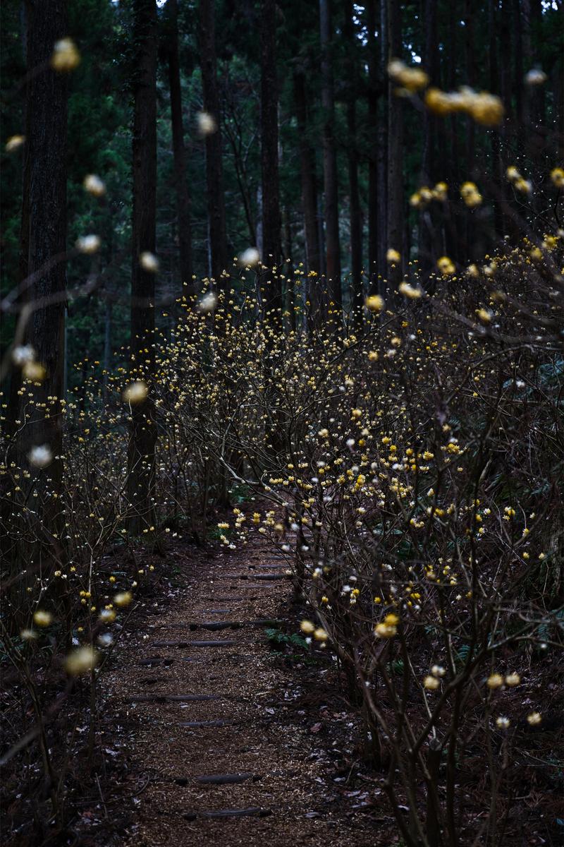 杉林の登山道沿いに群生し黄色い花を咲かせるミツマタ