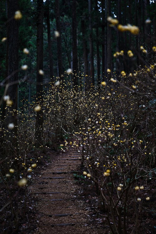 焼森山のミツマタ群生地と登山道の写真