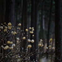 焼森山の森を彩るミツマタの白い花の写真