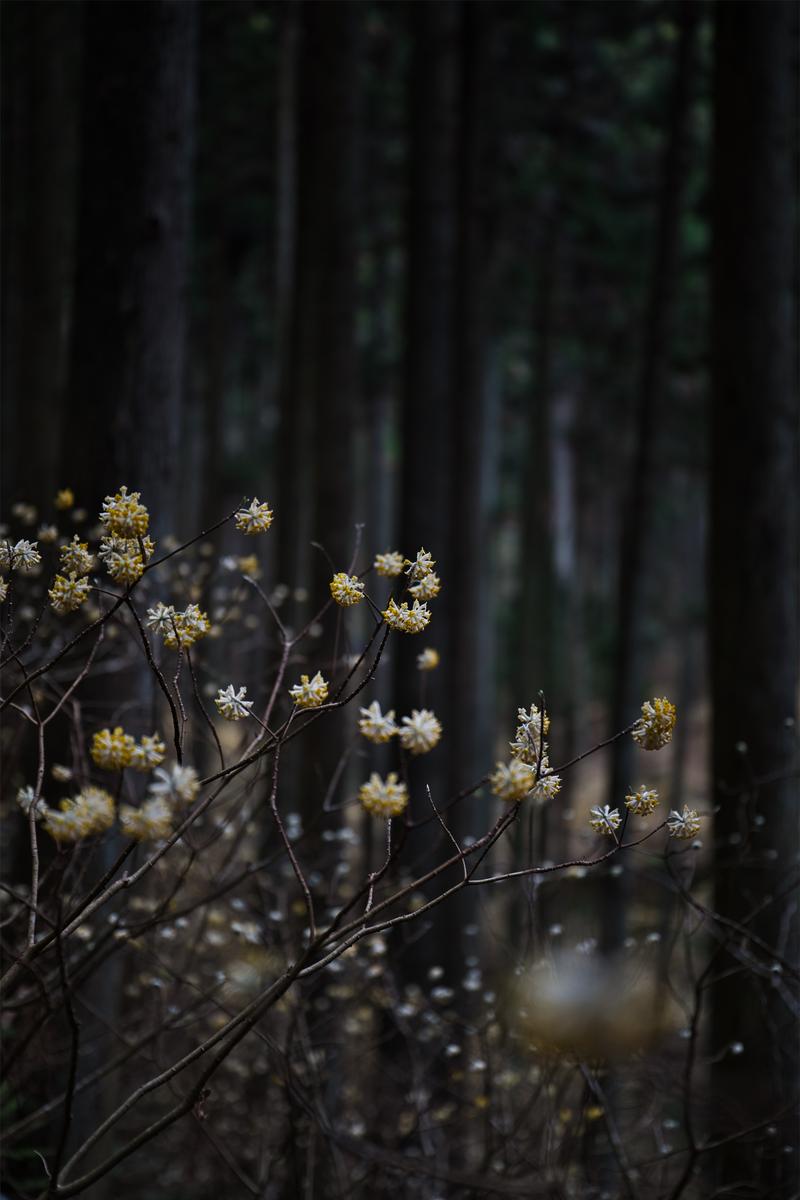 暗い杉林を背景に咲くミツマタの白く黄色い花と細い枝