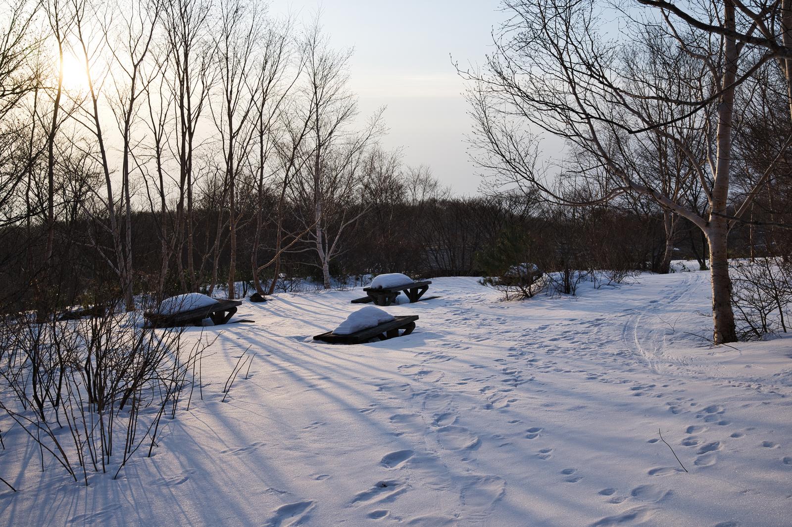 雪が積もったテーブルベンチと足跡が残る雪原、冬枯れの木立