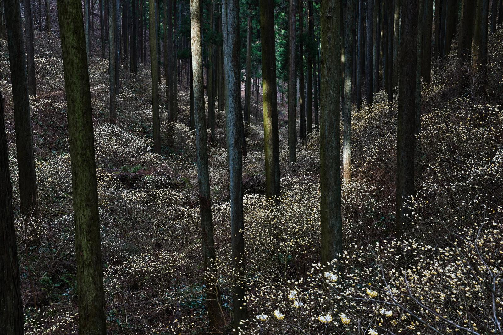 杉の木立の足元一面に咲き広がるミツマタの群生