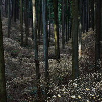 杉林に広がるミツマタの群生の写真