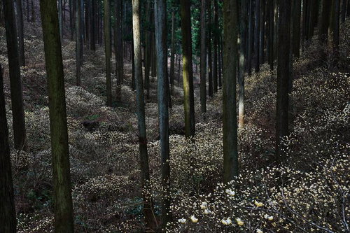 杉林に広がるミツマタの群生の写真