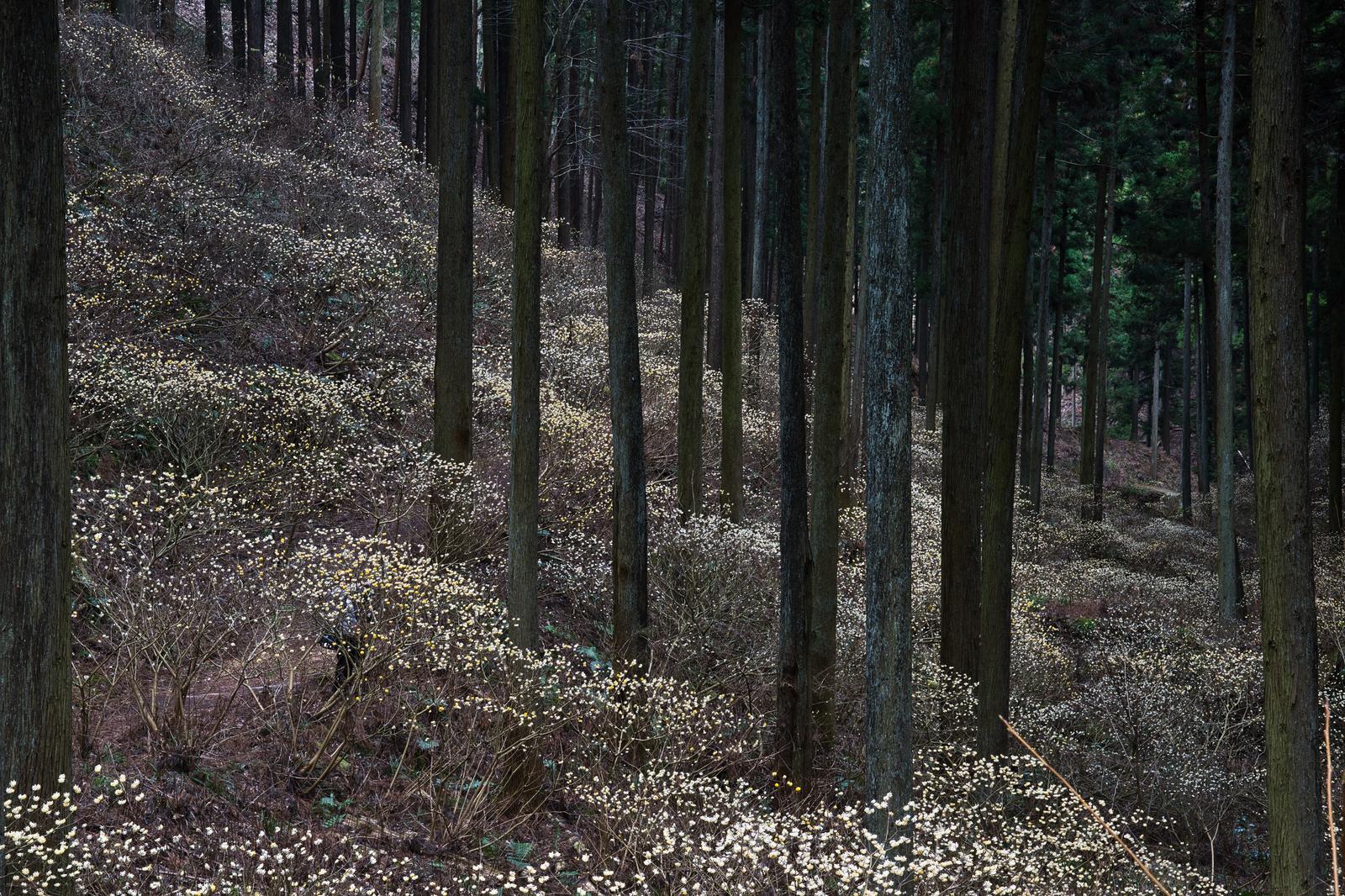 杉林の斜面に白い花を咲かせるミツマタが群生する焼森山の風景