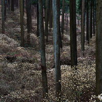 杉林の林床に咲くミツマタの群生の写真