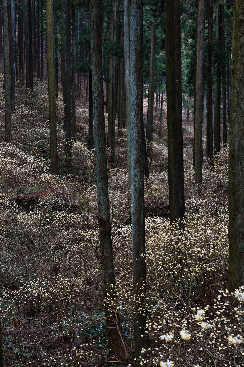 杉の木立の足元一面に白く咲くミツマタの花が広がる薄暗い山林の風景