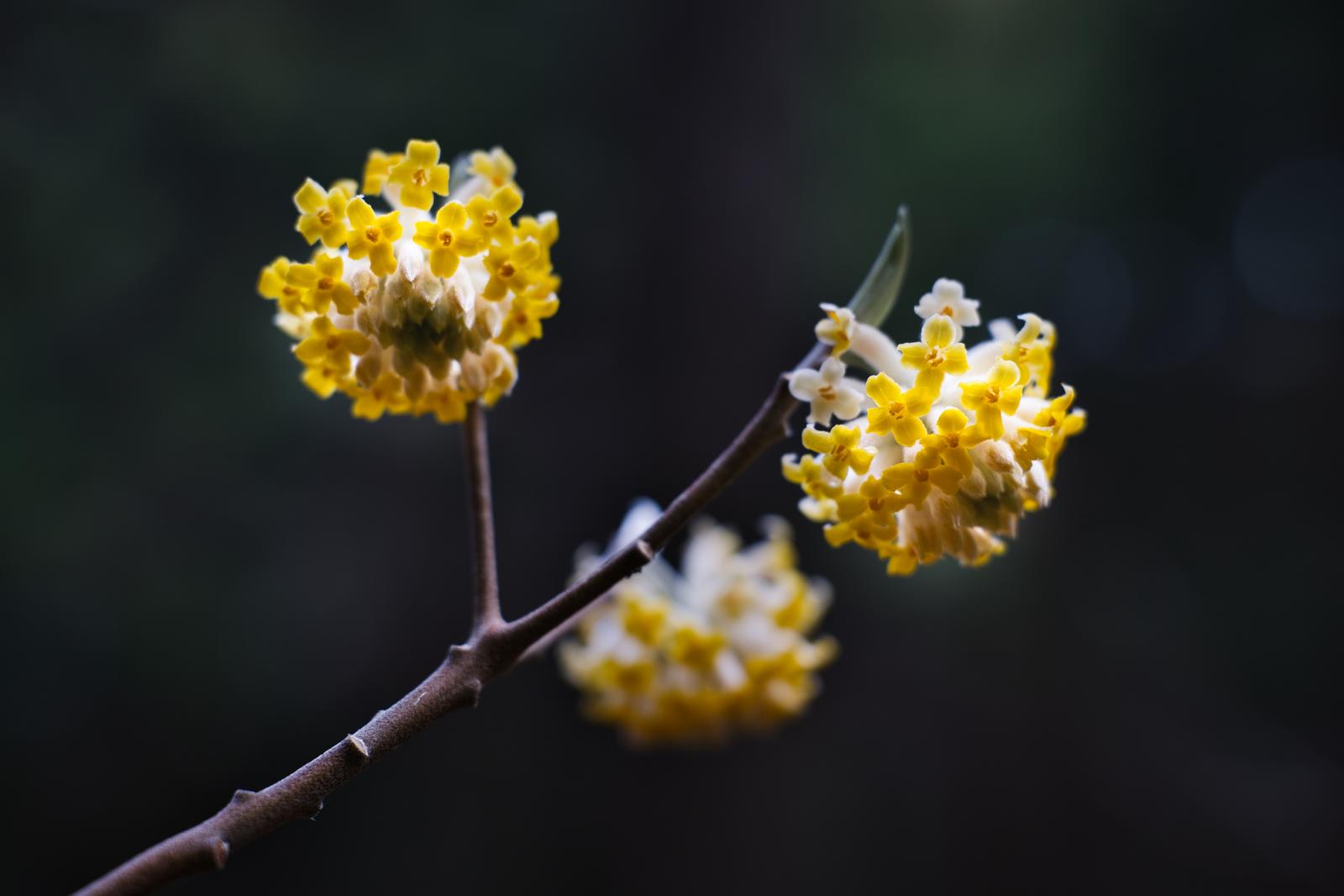 枝先で球状に集まって咲く黄色いミツマタの花房を捉えた接写