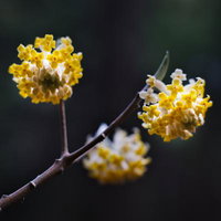 黄金色に輝くミツマタの花房の写真