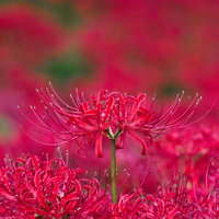 赤く咲き誇る蓑沢の彼岸花群生地、秋の季節を彩る自然風景の写真