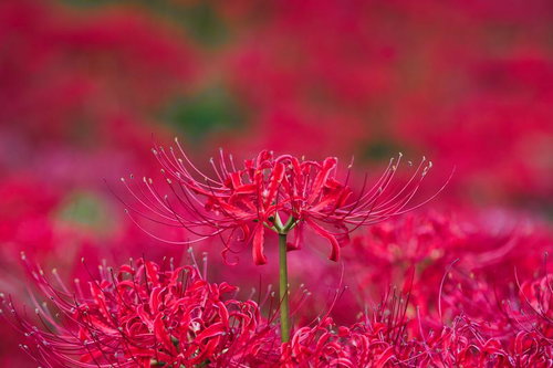 赤く咲き誇る蓑沢の彼岸花群生地、秋の季節を彩る自然風景