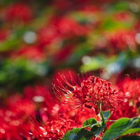 赤く咲き誇る彼岸花の秋景色｜長く突き出した雄しべが印象的な花畑の写真