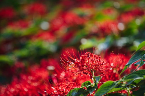 赤く咲き誇る彼岸花の秋景色｜長く突き出した雄しべが印象的な花畑