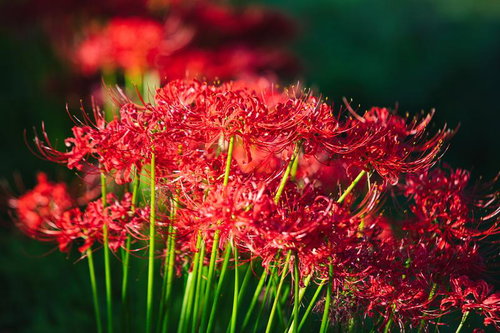 夕日に照らされた赤い彼岸花の群生と秋の風情