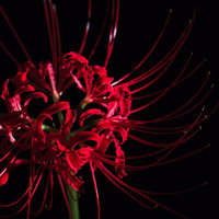 黒い背景に浮かぶ彼岸花の雄しべの曲線と赤橙色の花びらの写真