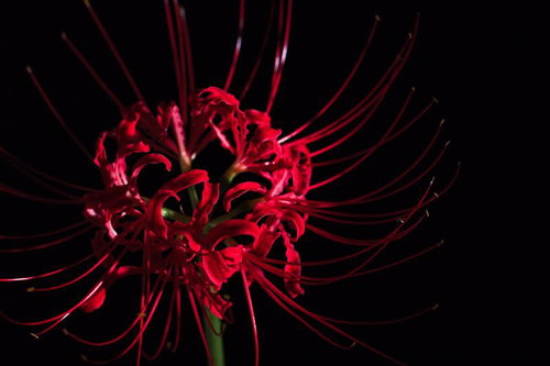 黒い背景に浮かぶ彼岸花の雄しべの曲線と赤橙色の花びら