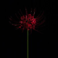 黒い背景に浮かぶ一輪の彼岸花の神秘的な花姿の写真